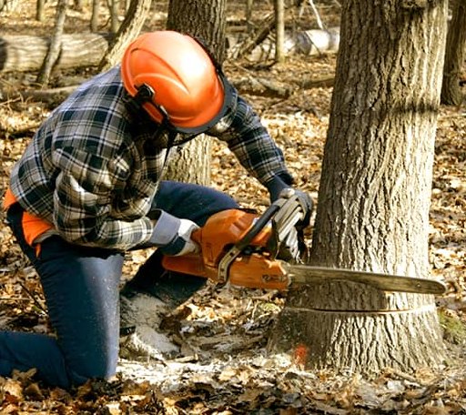 Tree Removal in Norton, VT